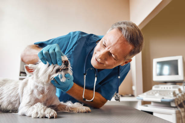 Best Emergency Dentist for Special Needs Patients in Montoursville, PA